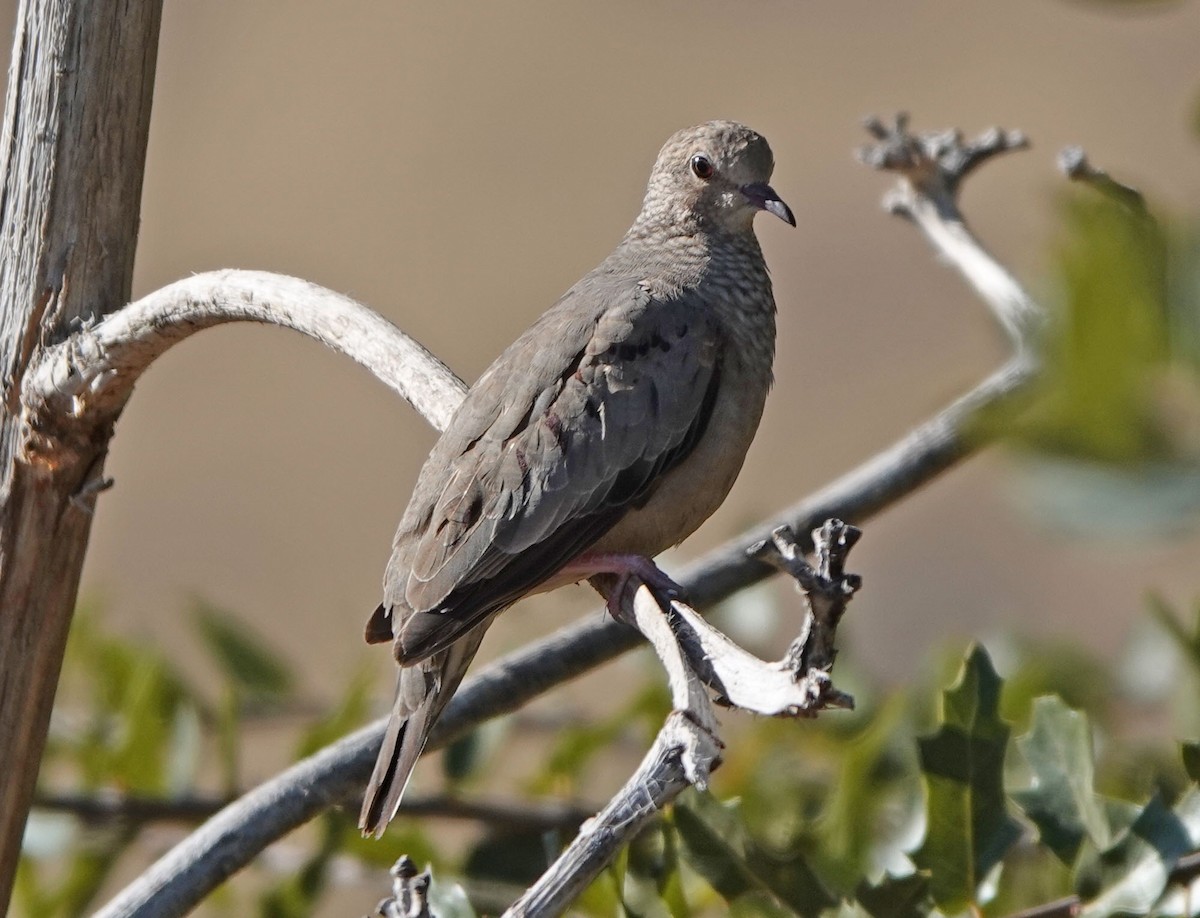 Serçe Kumrusu - ML646942920