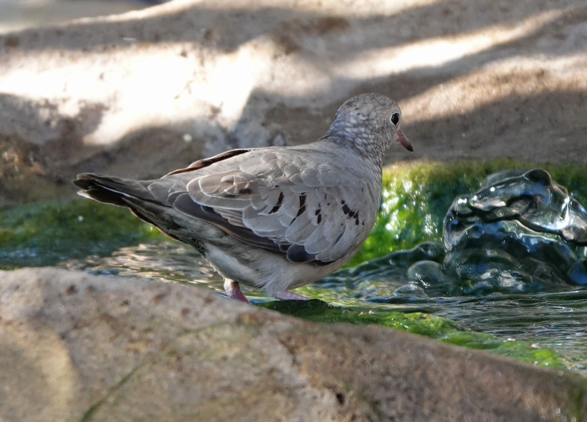 Serçe Kumrusu - ML646942921