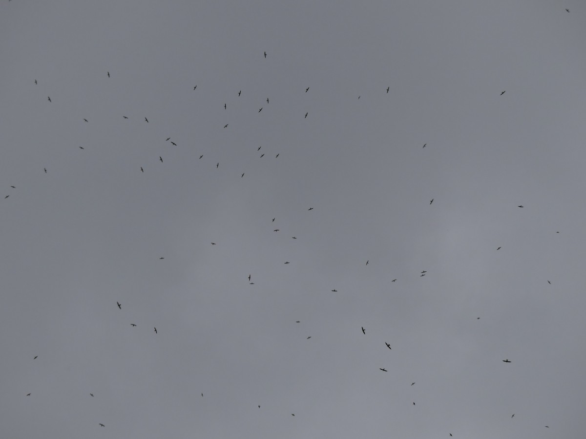 Vencejo Acollarado - ML646942925