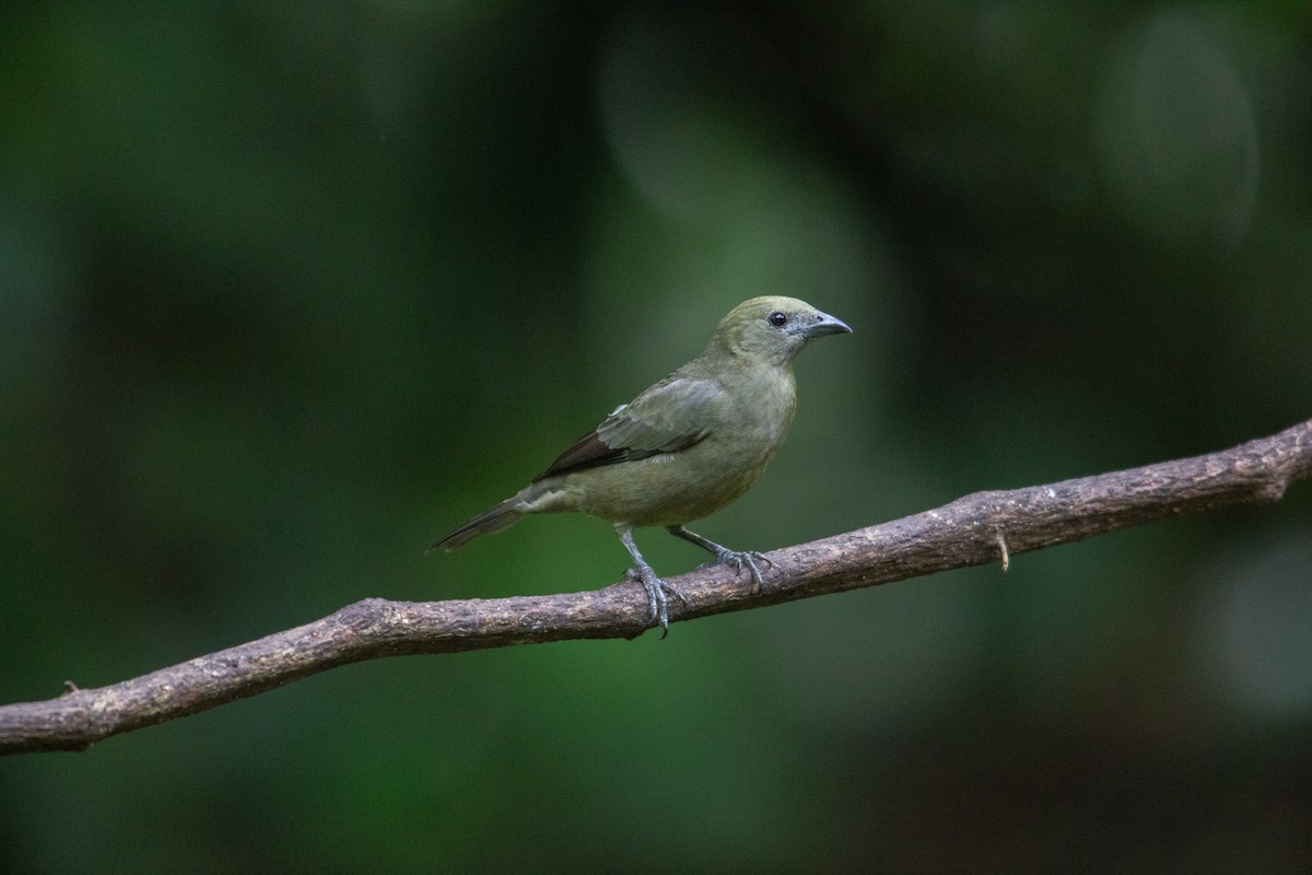 Tangara Palmera - ML646942926