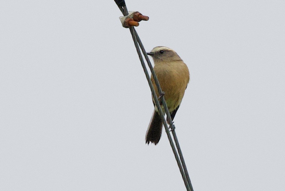 Brown-backed Chat-Tyrant - ML646942931