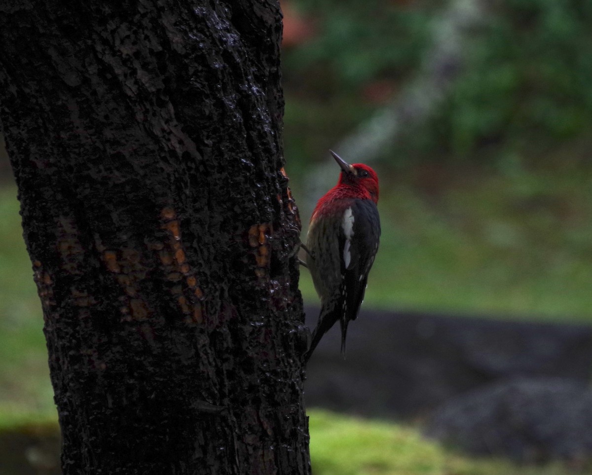 rødbrystsevjespett - ML646942932