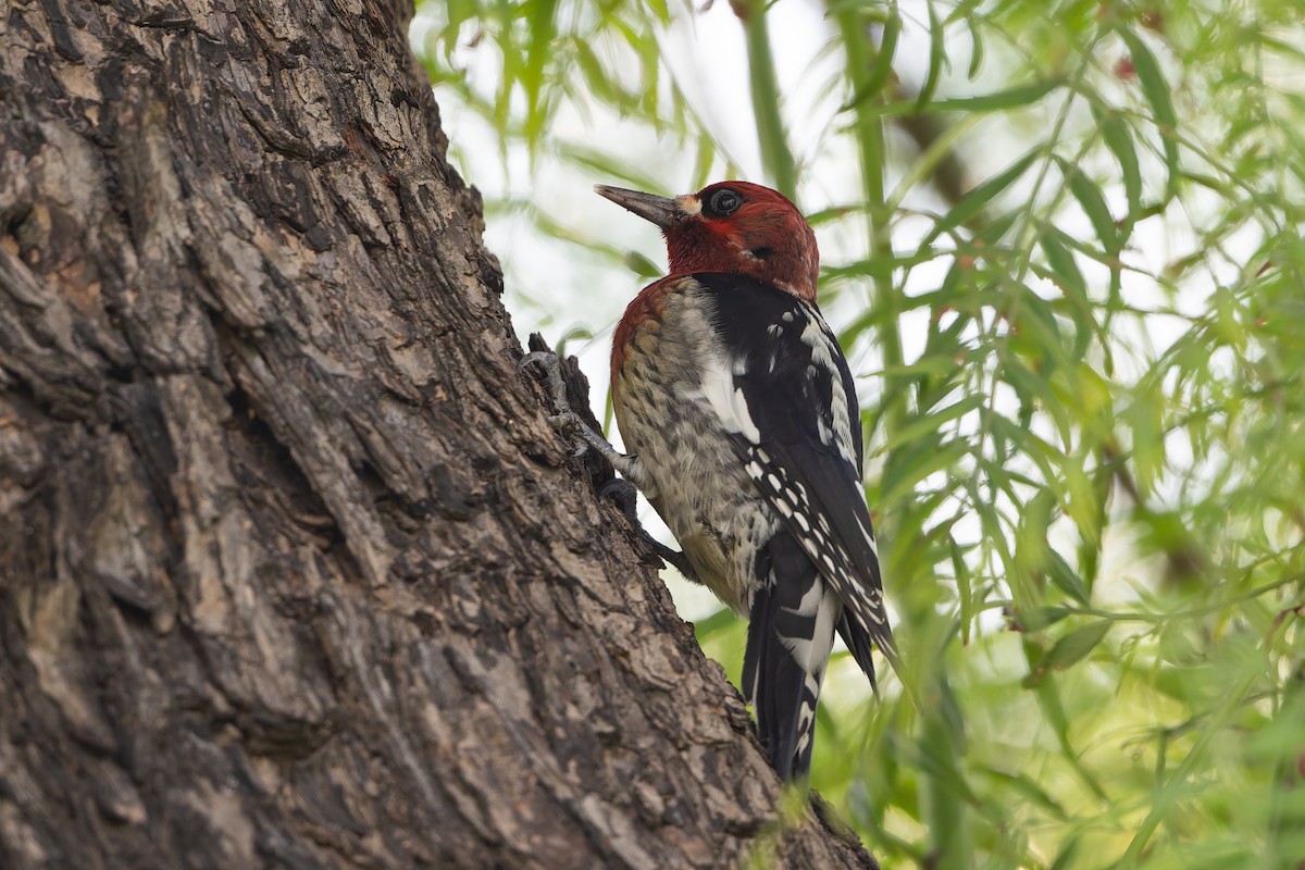 Red-breasted Sapsucker - ML646942933