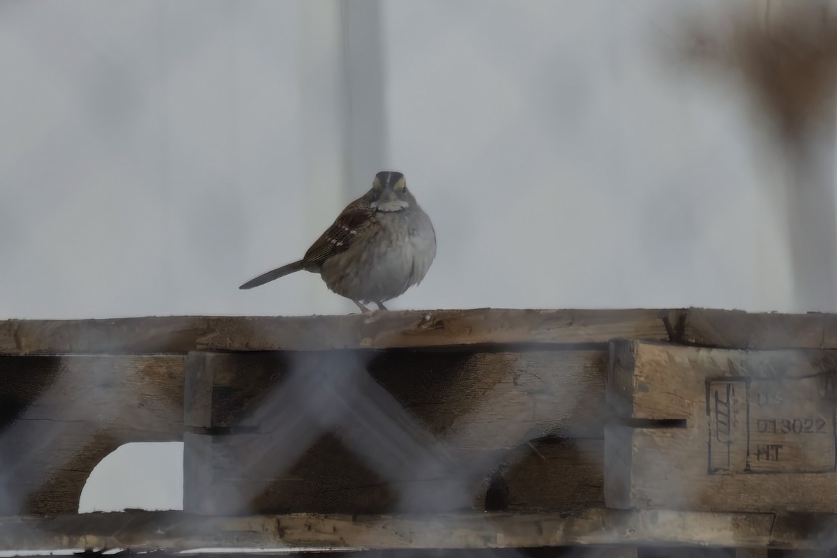 White-throated Sparrow - ML646942943