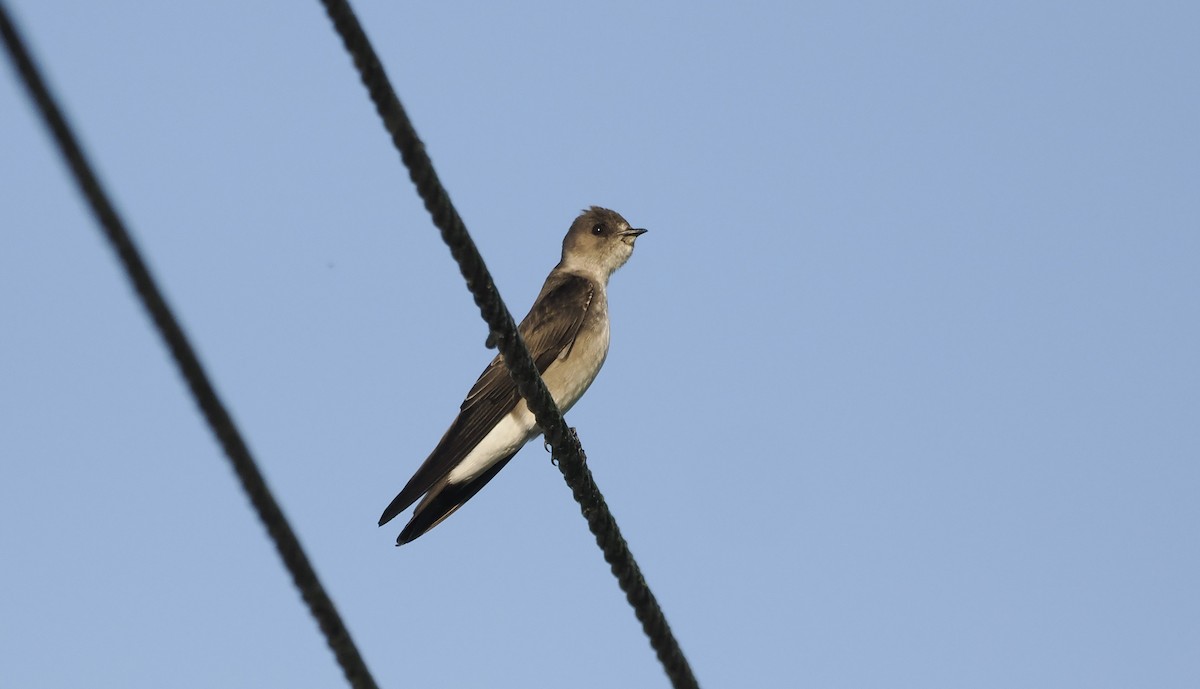 Northern Rough-winged Swallow - ML646942944