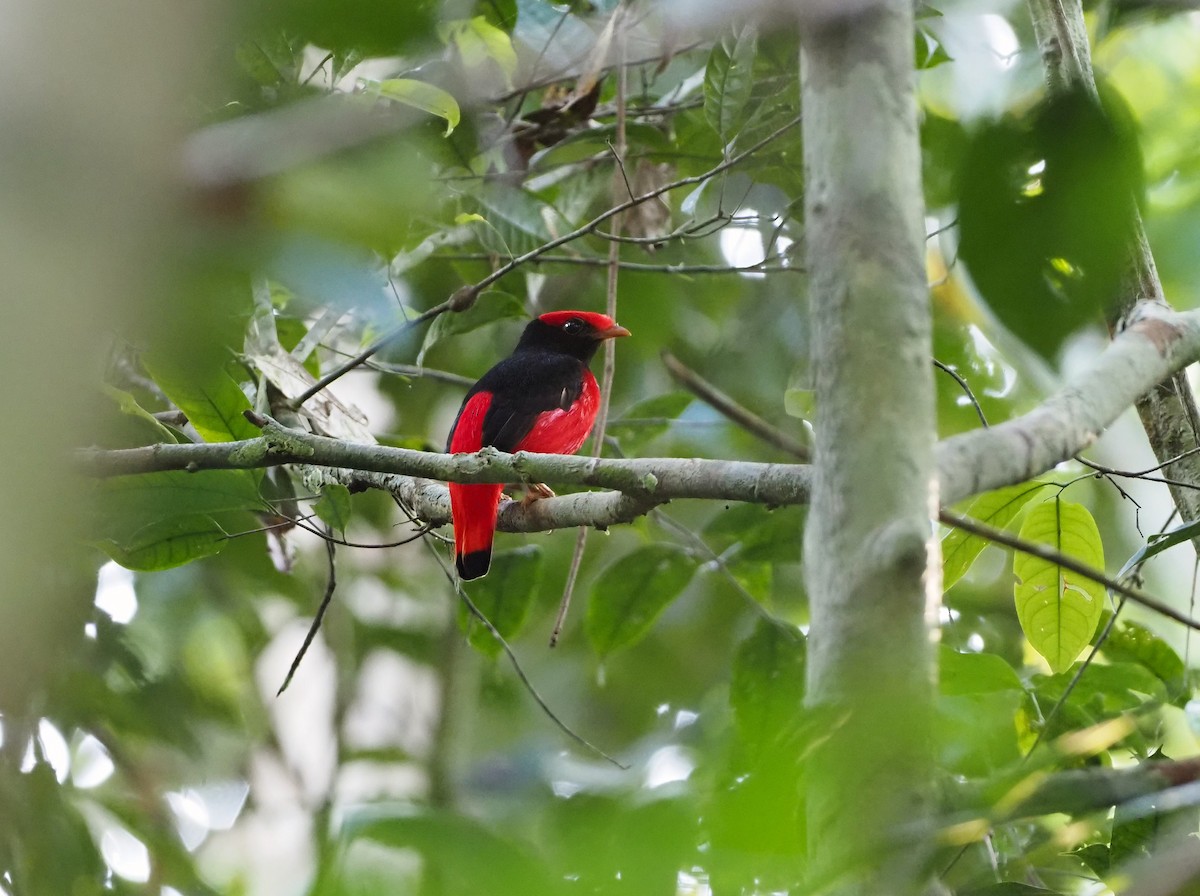 Black-necked Red-Cotinga - ML646942949