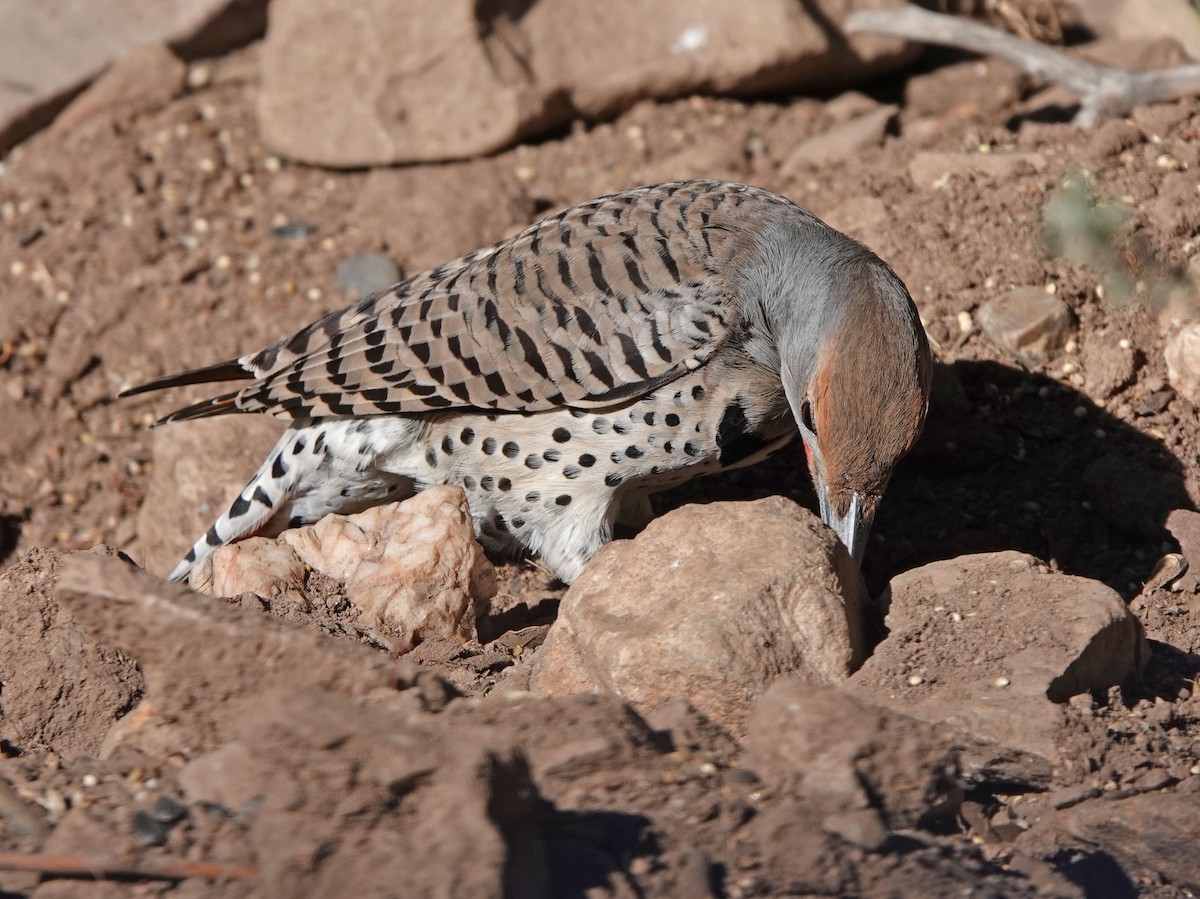 Northern Flicker (Red-shafted) - ML646942950