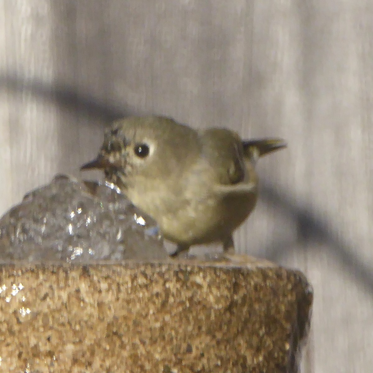 Ruby-crowned Kinglet - ML646942952