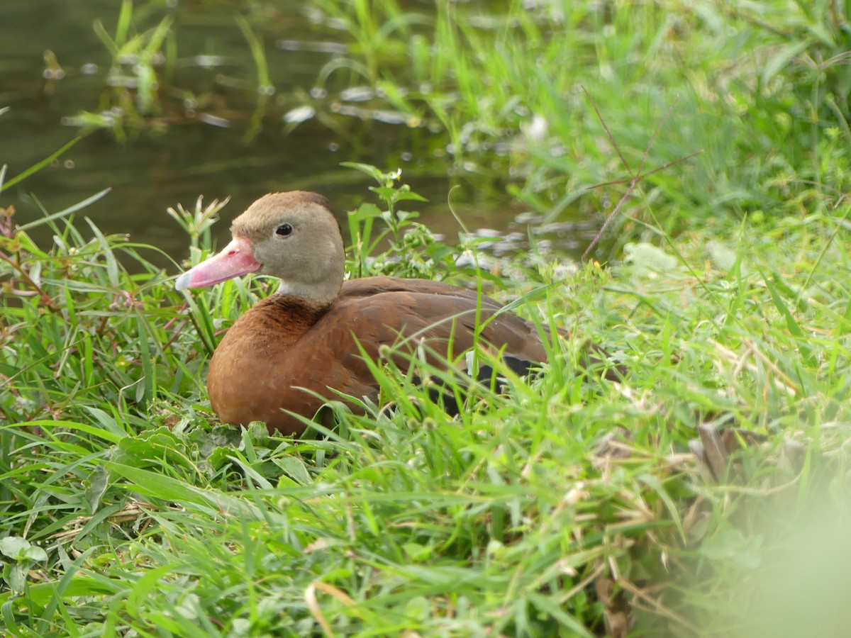 Black-bellied Whistling-Duck - ML646942955
