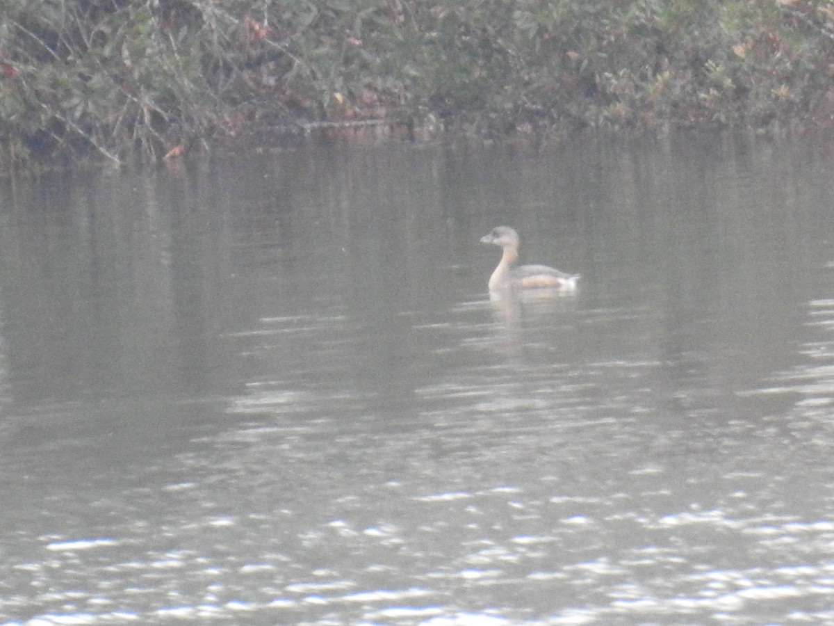 ringnebbdykker - ML646942957