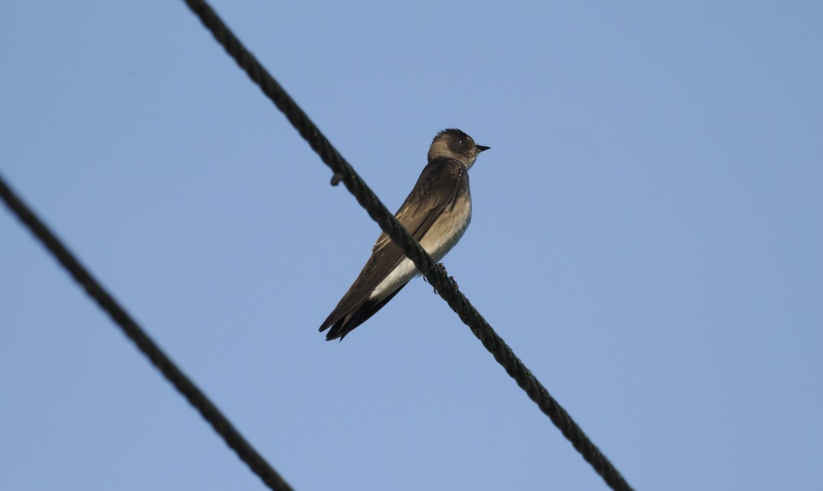 Northern Rough-winged Swallow - ML646942959