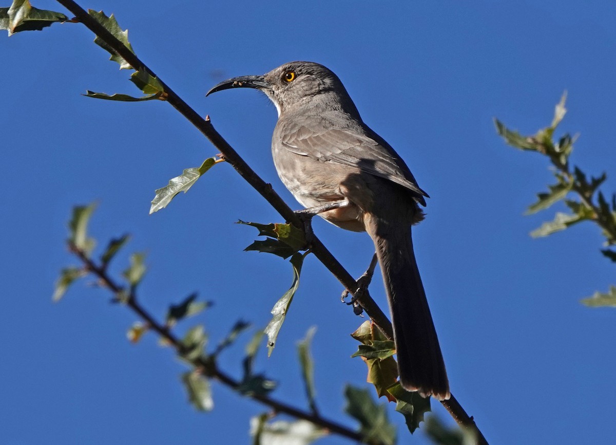 Curve-billed Thrasher - ML646942961