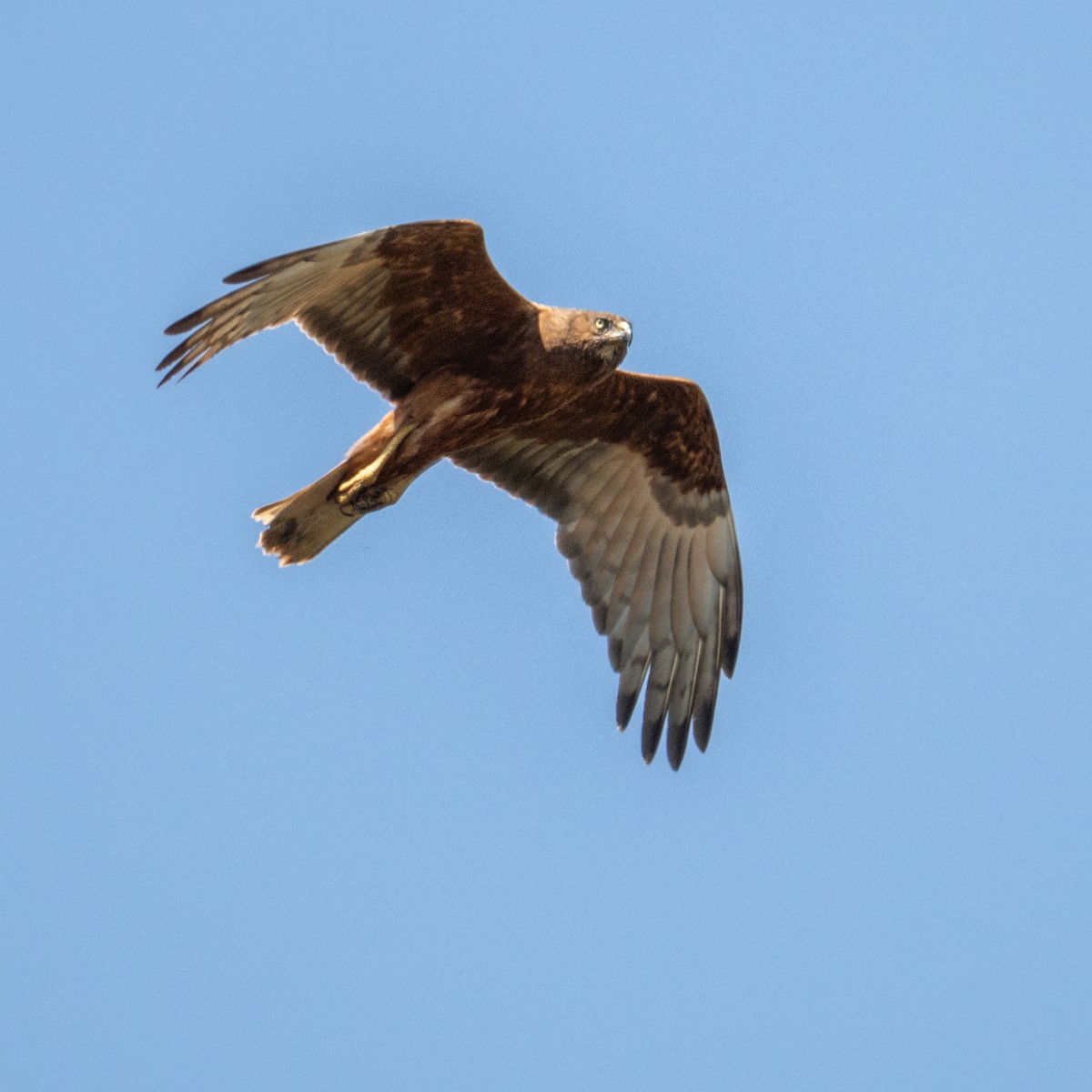 moták tichomořský - ML646942962