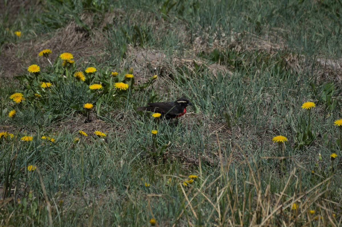 Loica Cejiblanca - ML646942963