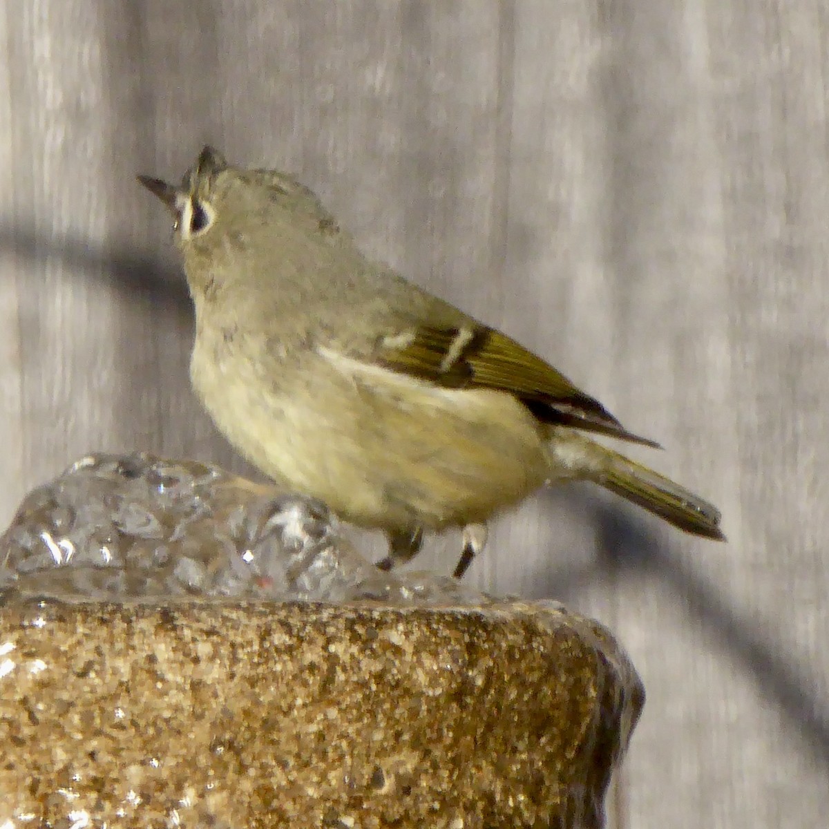 Ruby-crowned Kinglet - ML646942964