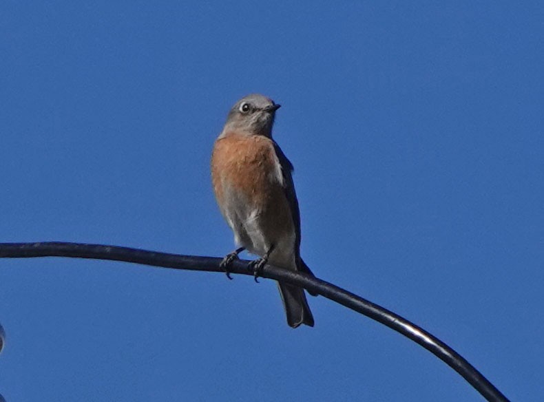 Western Bluebird - ML646942968