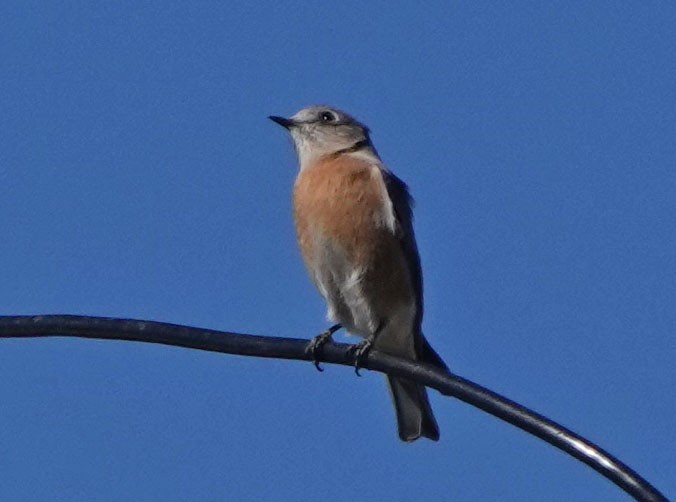 Western Bluebird - ML646942969