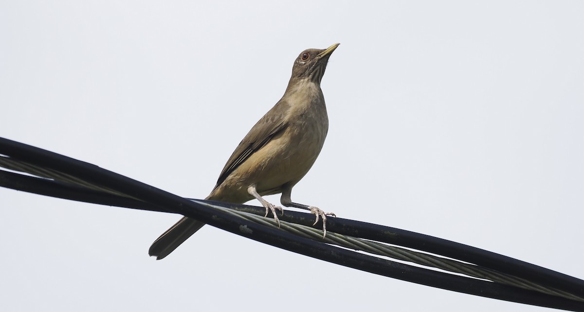 Clay-colored Thrush - ML646942971