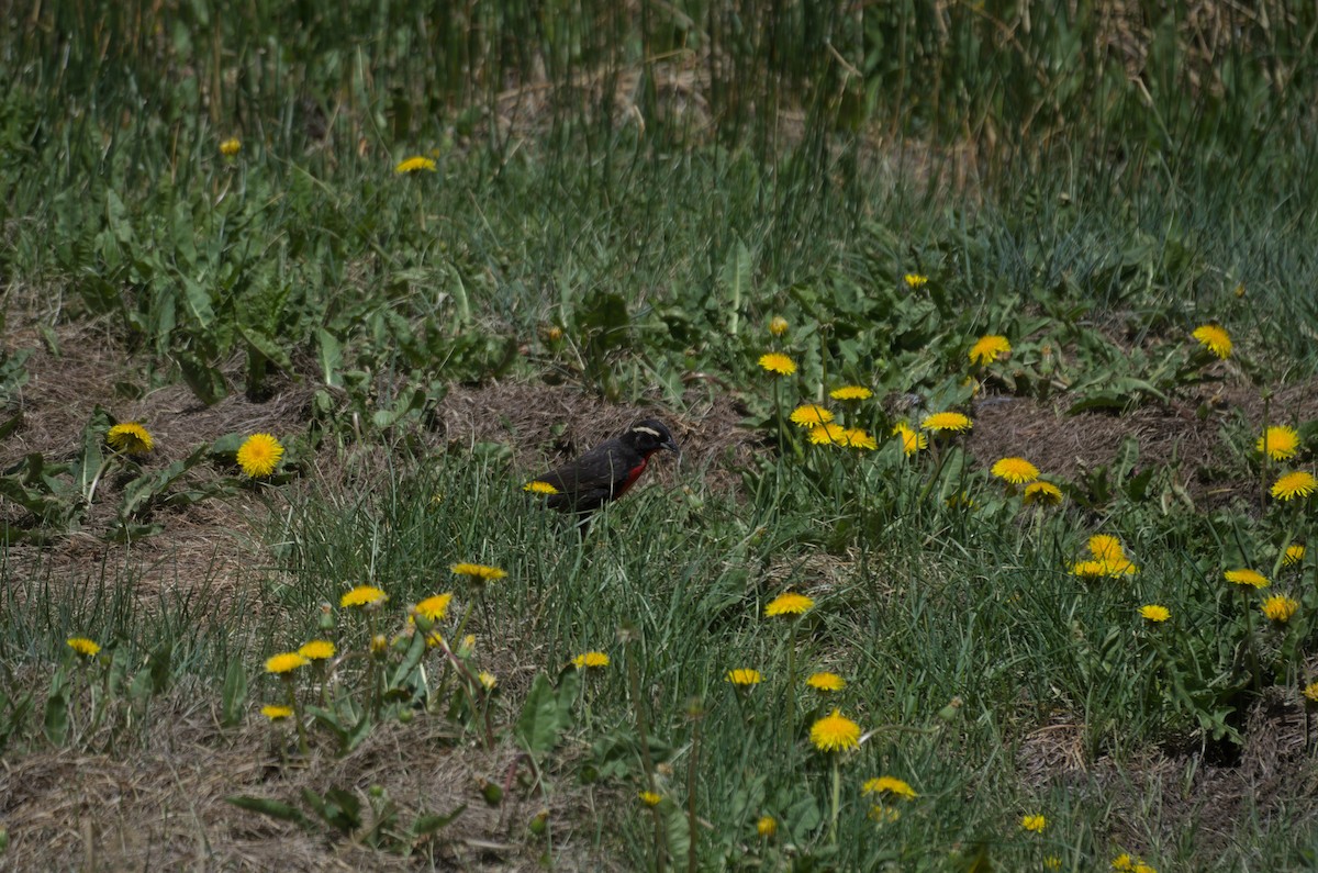 Loica Cejiblanca - ML646942972