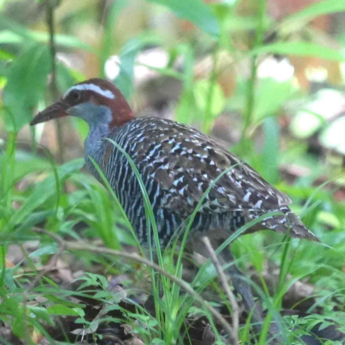 Buff-banded Rail - ML646942981