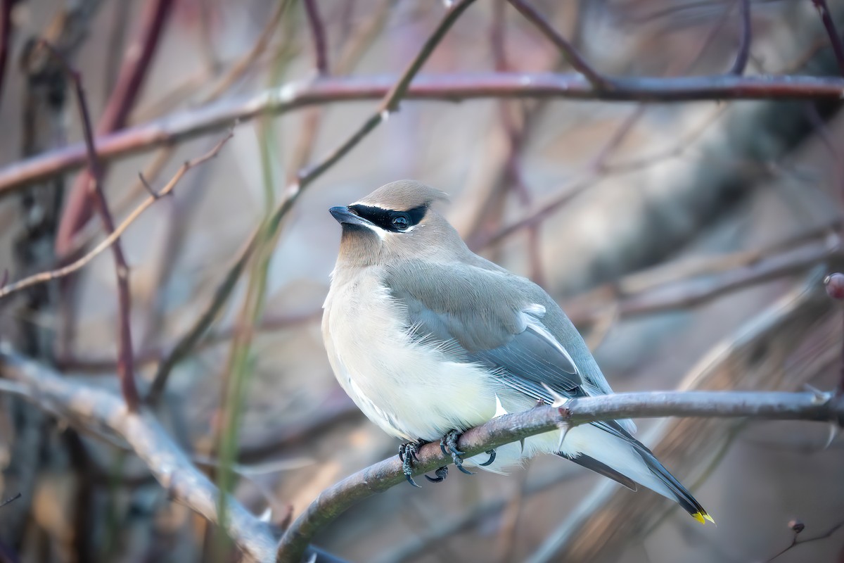 Cedar Waxwing - ML646942985