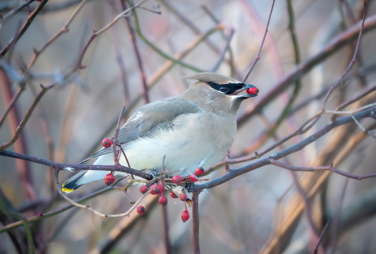 Cedar Waxwing - ML646942986