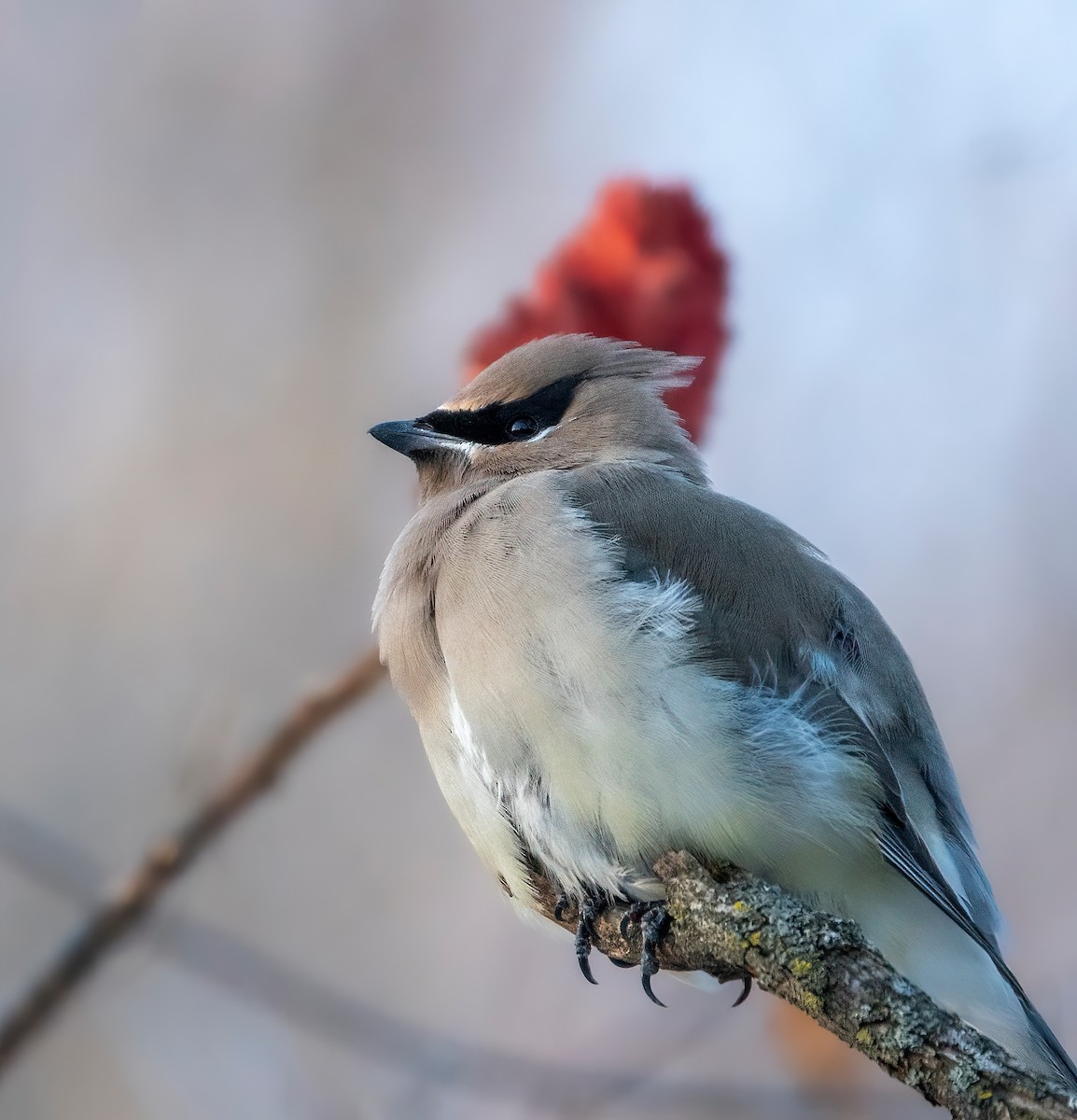 Cedar Waxwing - ML646942987