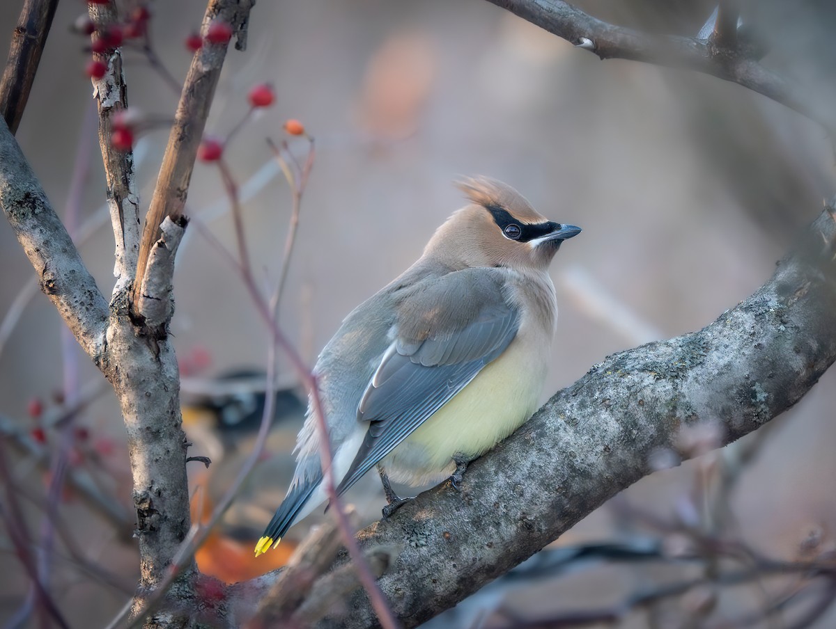 Cedar Waxwing - ML646942988