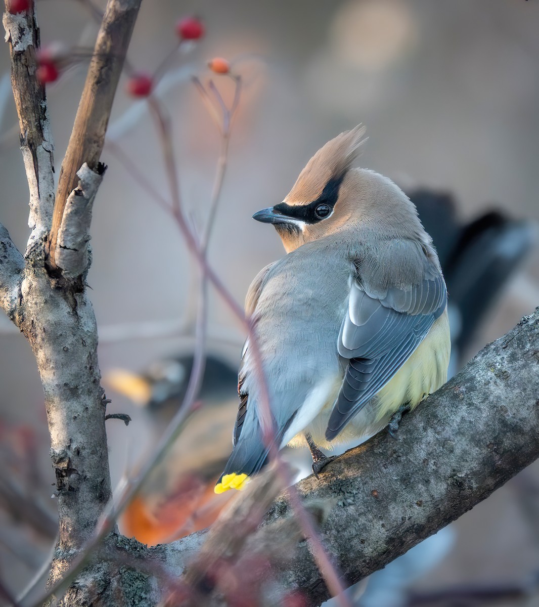 Cedar Waxwing - ML646942989