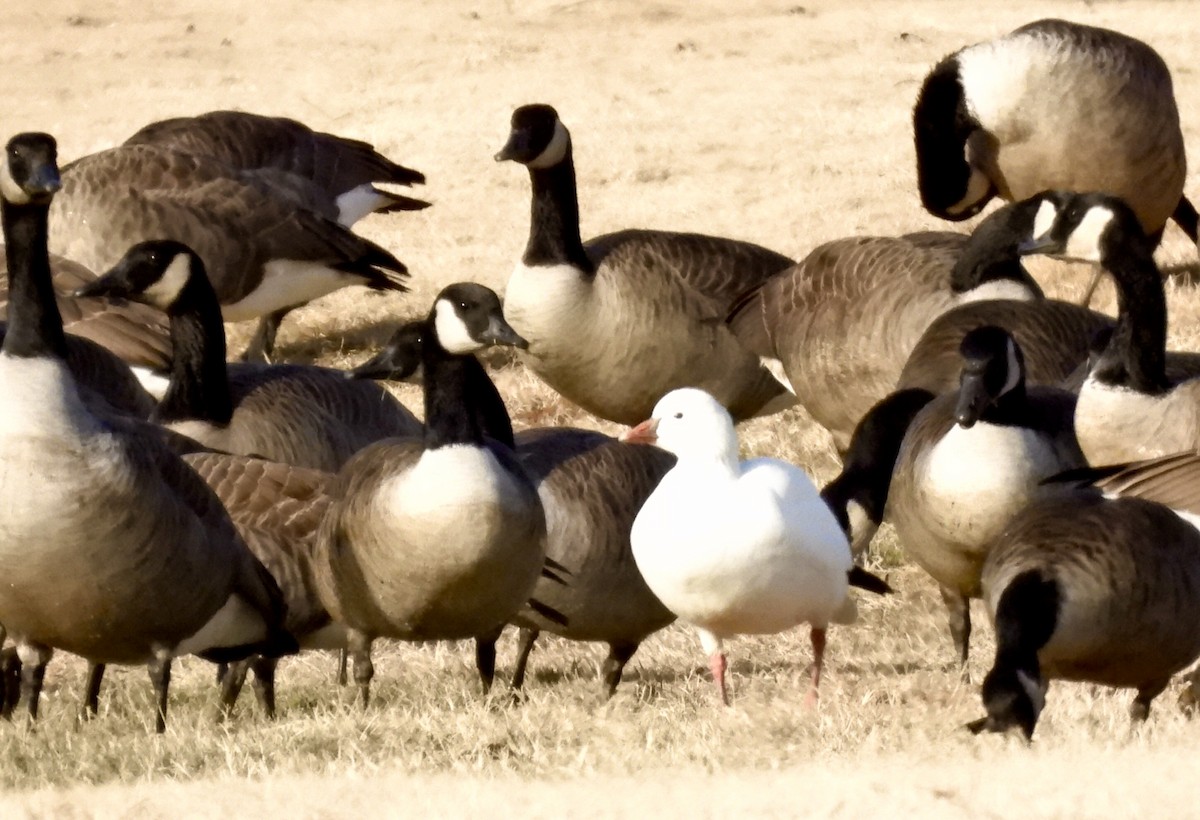 Ross's Goose - ML646942990
