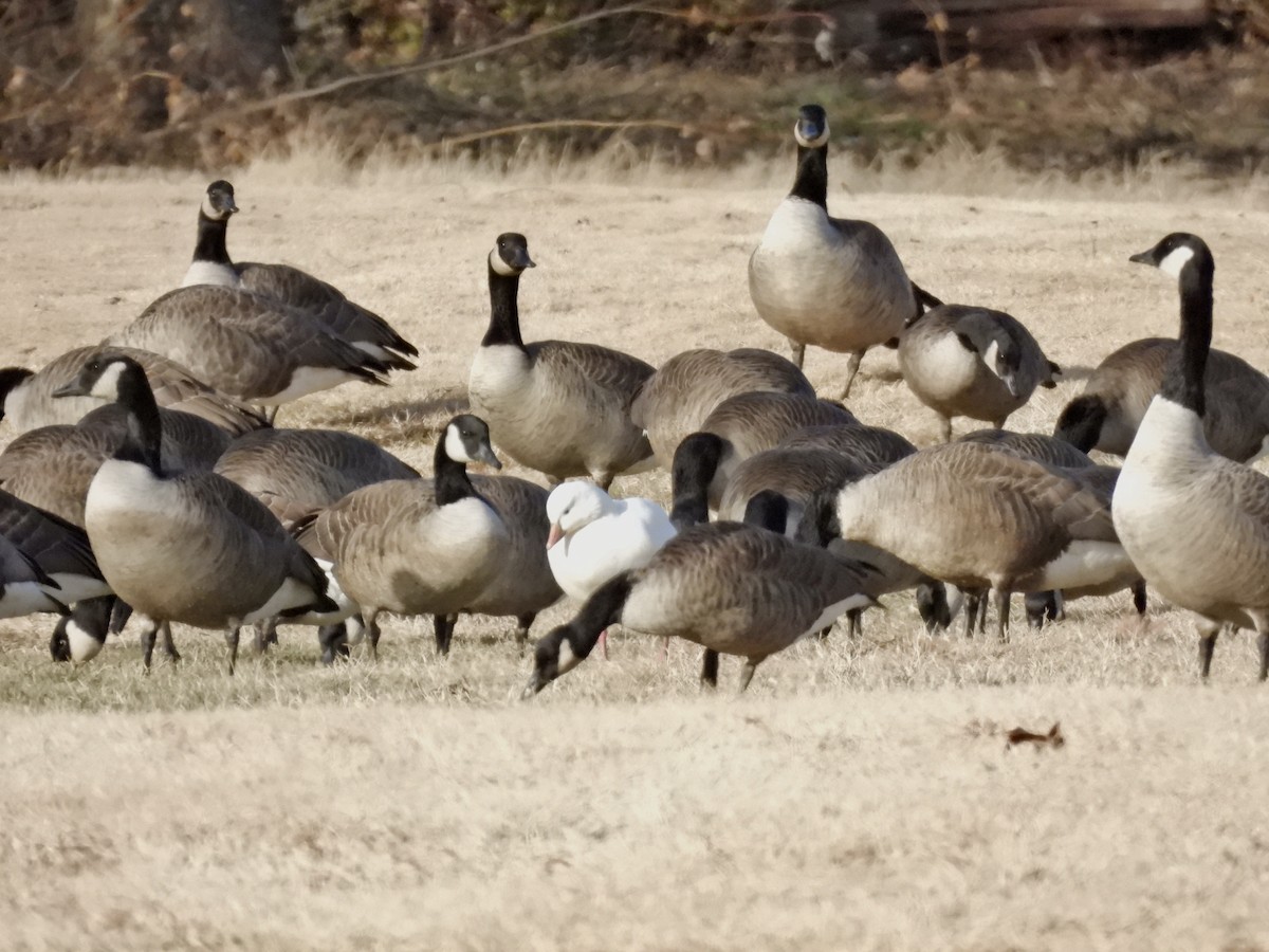 Ross's Goose - ML646942992