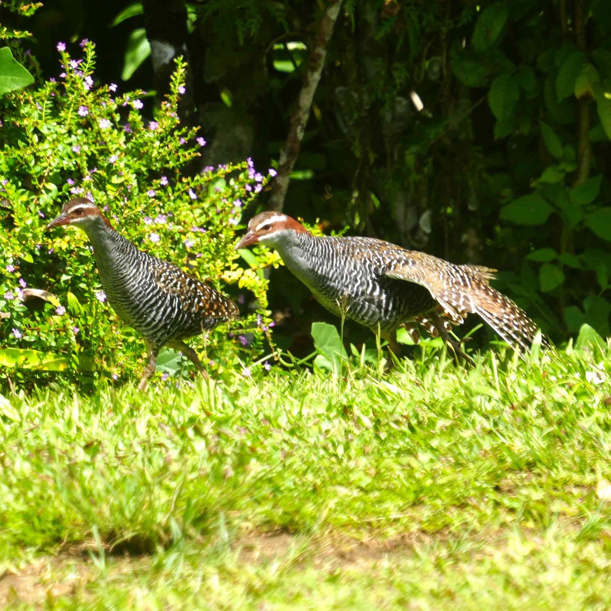 Buff-banded Rail - ML646942994