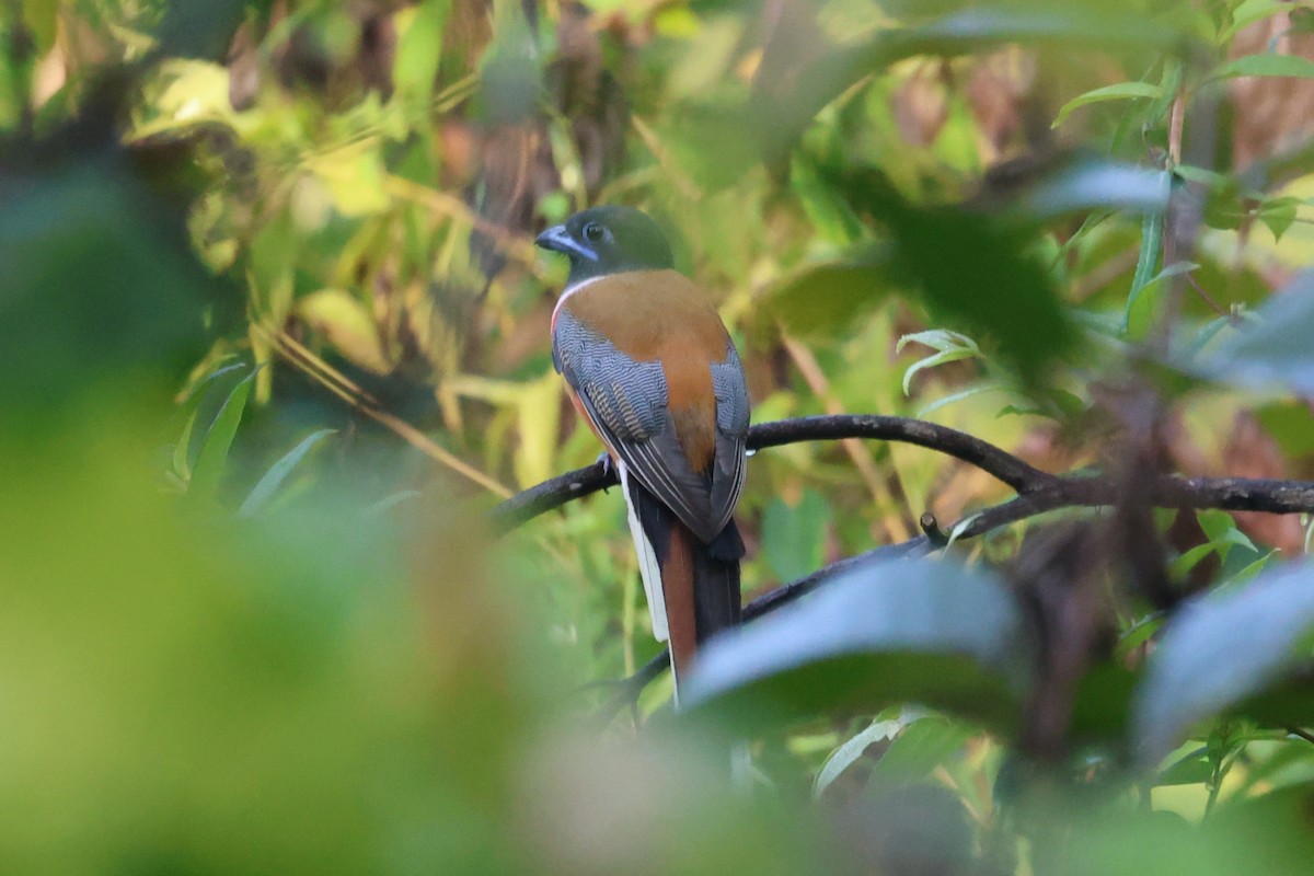 Trogon de Malabar - ML646942997