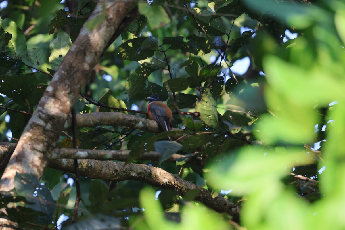 Trogon de Malabar - ML646942998