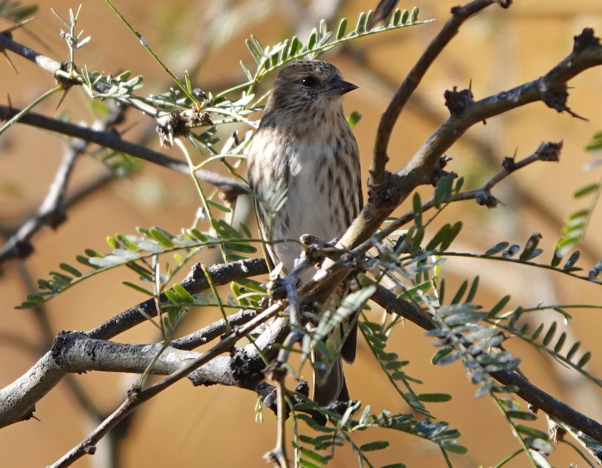 Pine Siskin - ML646943000