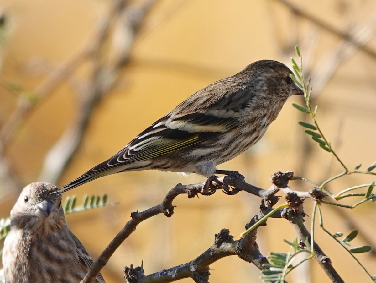 Pine Siskin - ML646943001