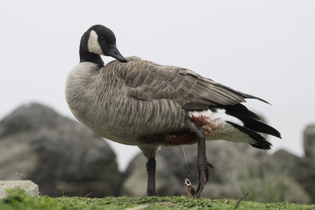 Canada Goose (moffitti/maxima) - ML646943002