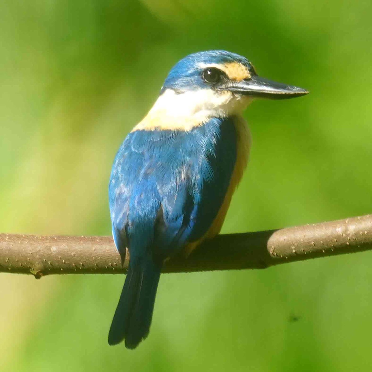 Flat-billed Kingfisher - ML646943003