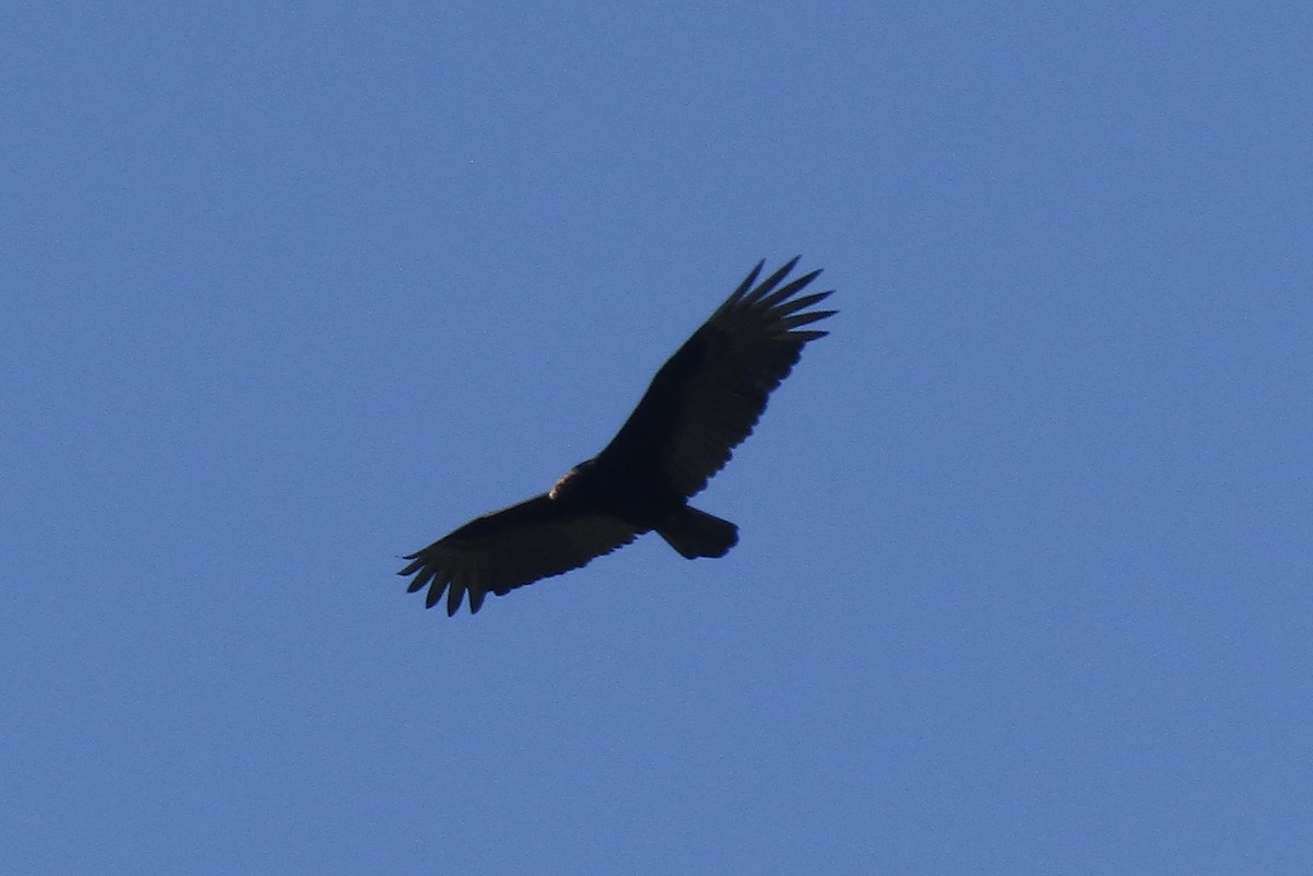 Катарта червоноголова - ML646943005