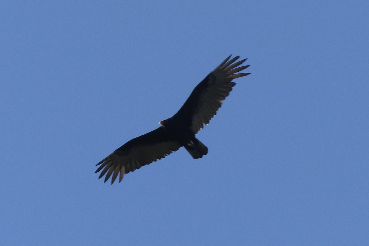 Катарта червоноголова - ML646943006