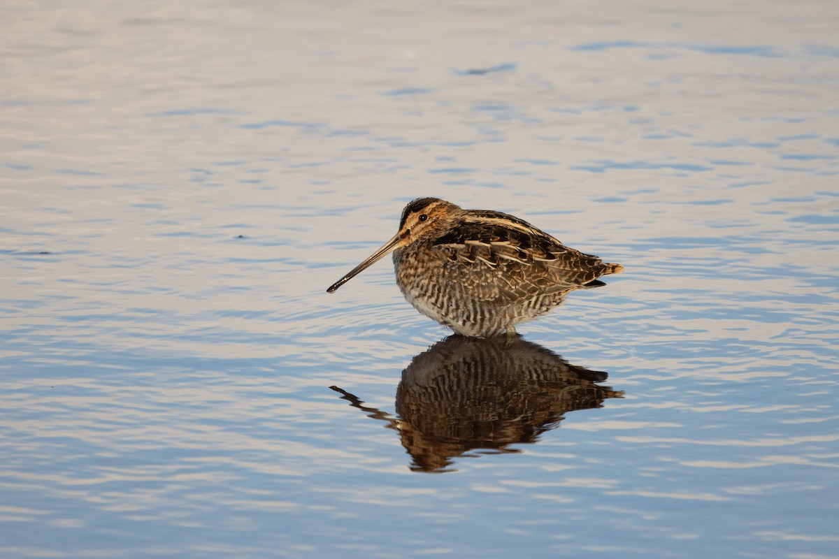 Wilson's Snipe - ML646943010