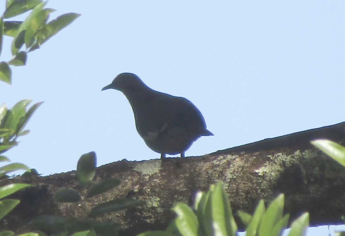 Зенаїда білокрила - ML646943011