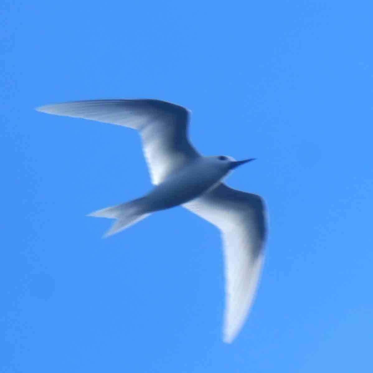 Blue-billed White-Tern - ML646943012