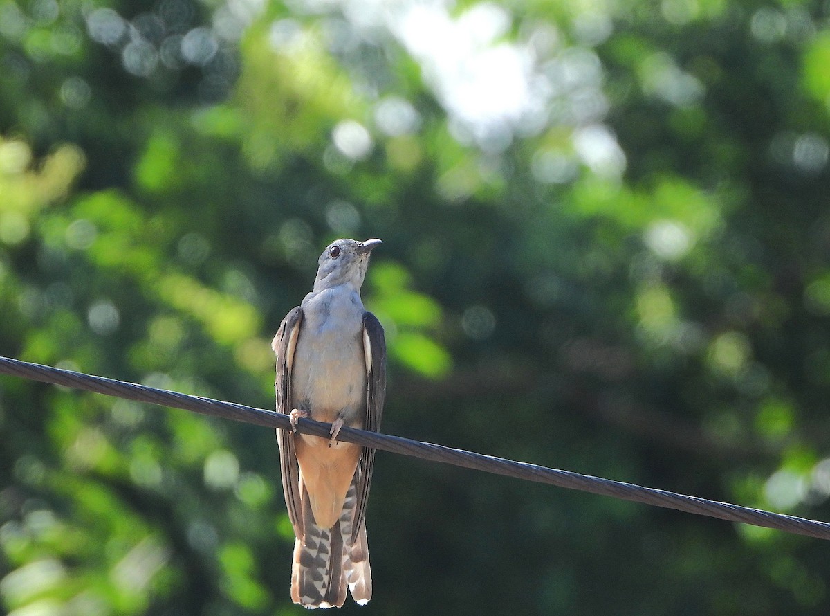 kukačka pokřovní - ML646943014