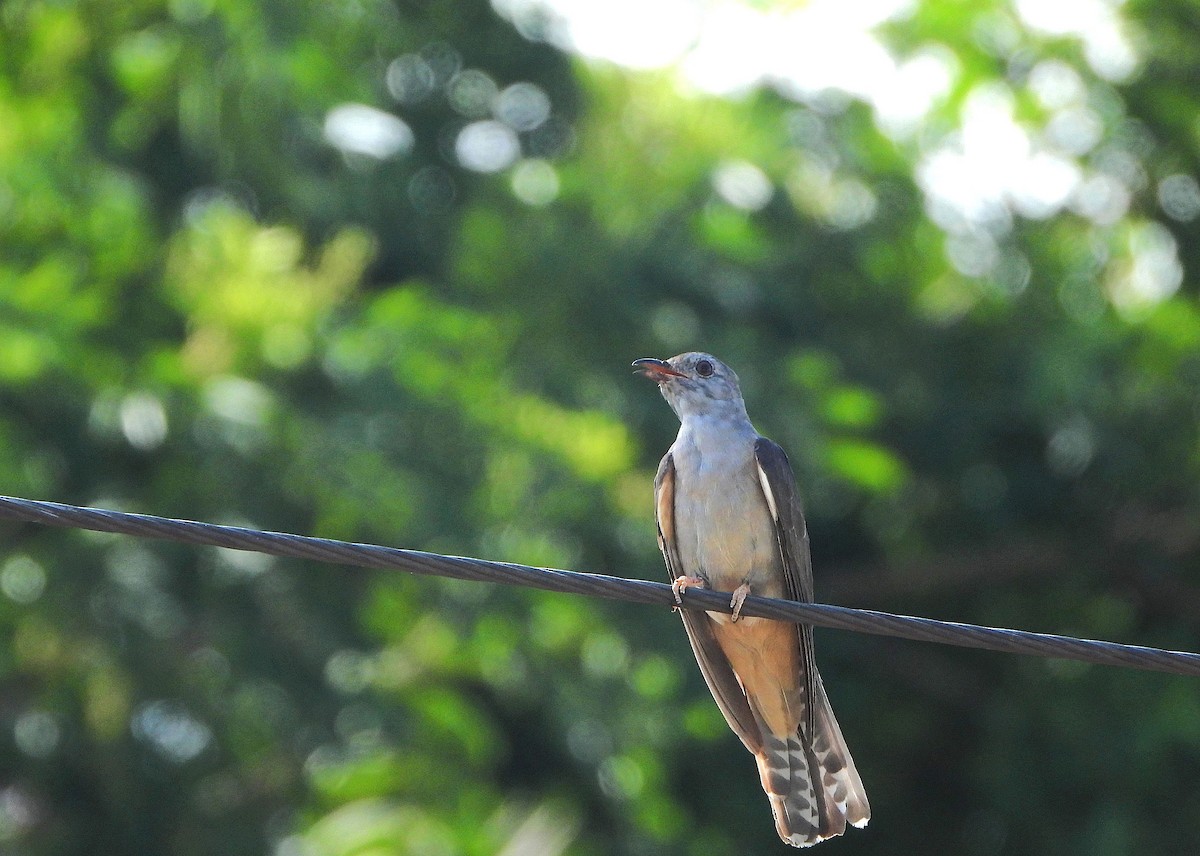 kukačka pokřovní - ML646943016