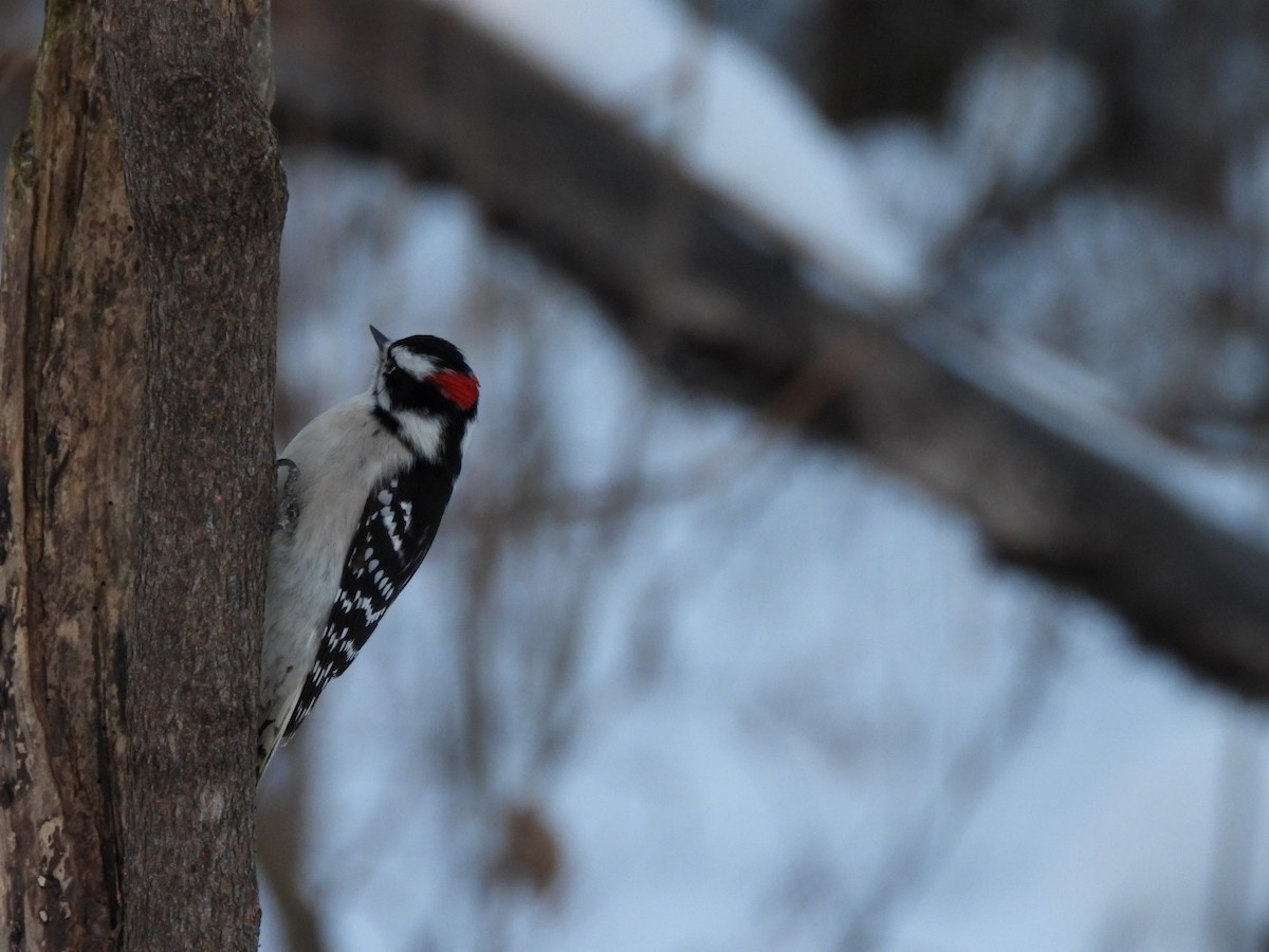 Downy Woodpecker - ML646943026