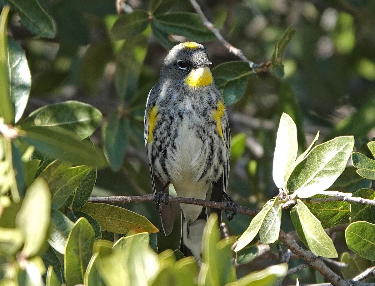 Yellow-rumped Warbler - ML646943031