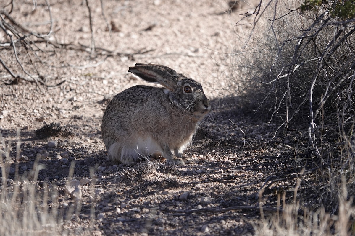 Black-tailed Jackrabbit - ML646943032