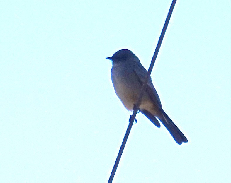 Феб великий - ML646943033