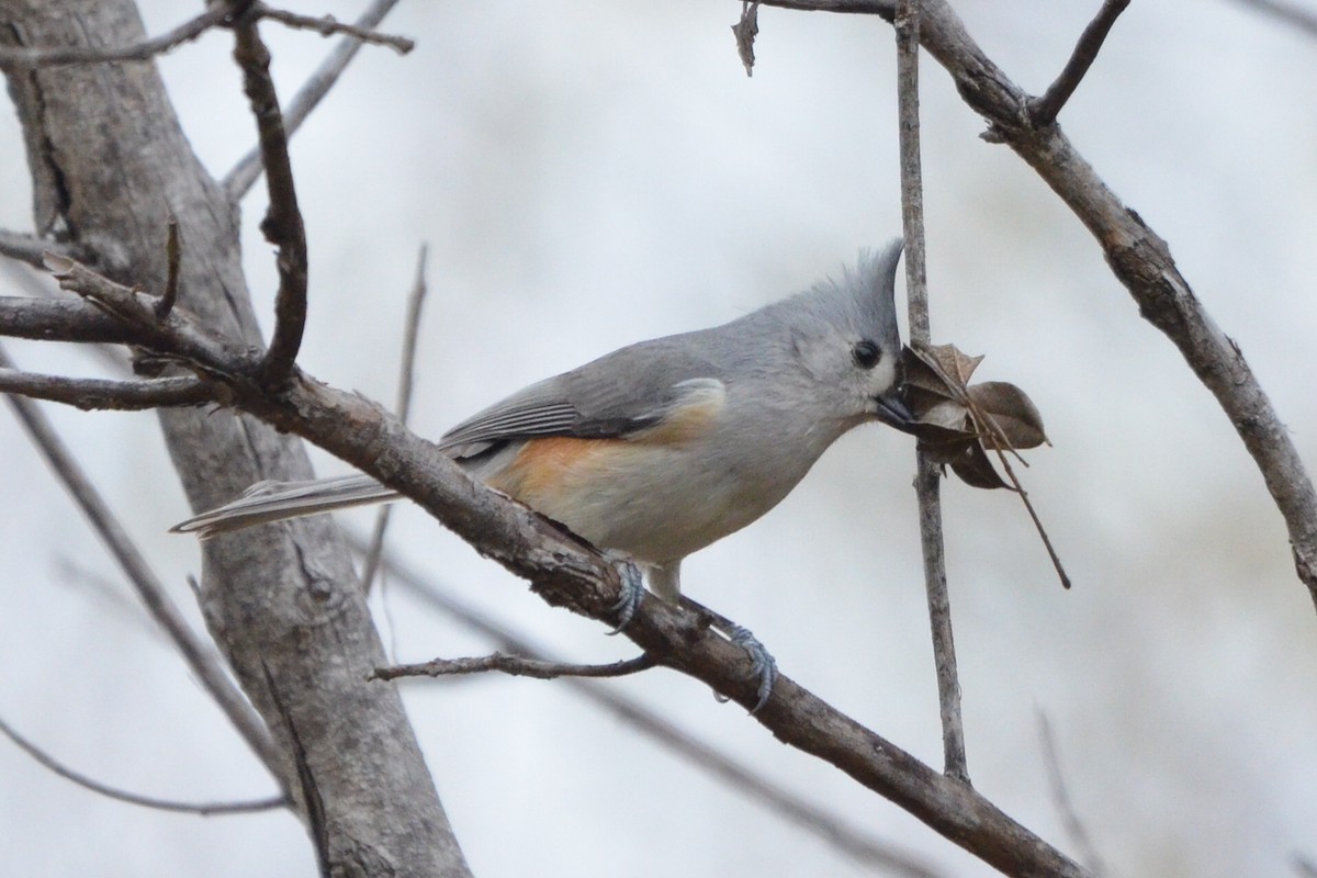 Tufted Titmouse - ML646943043